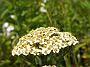 Achillea Mill Ippenburg Hellgelb